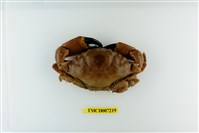 藏品(光手滑面蟹)的圖片